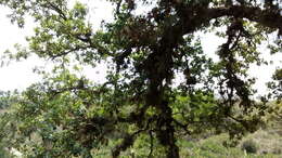 Image of Quercus oleoides Schltdl. & Cham.