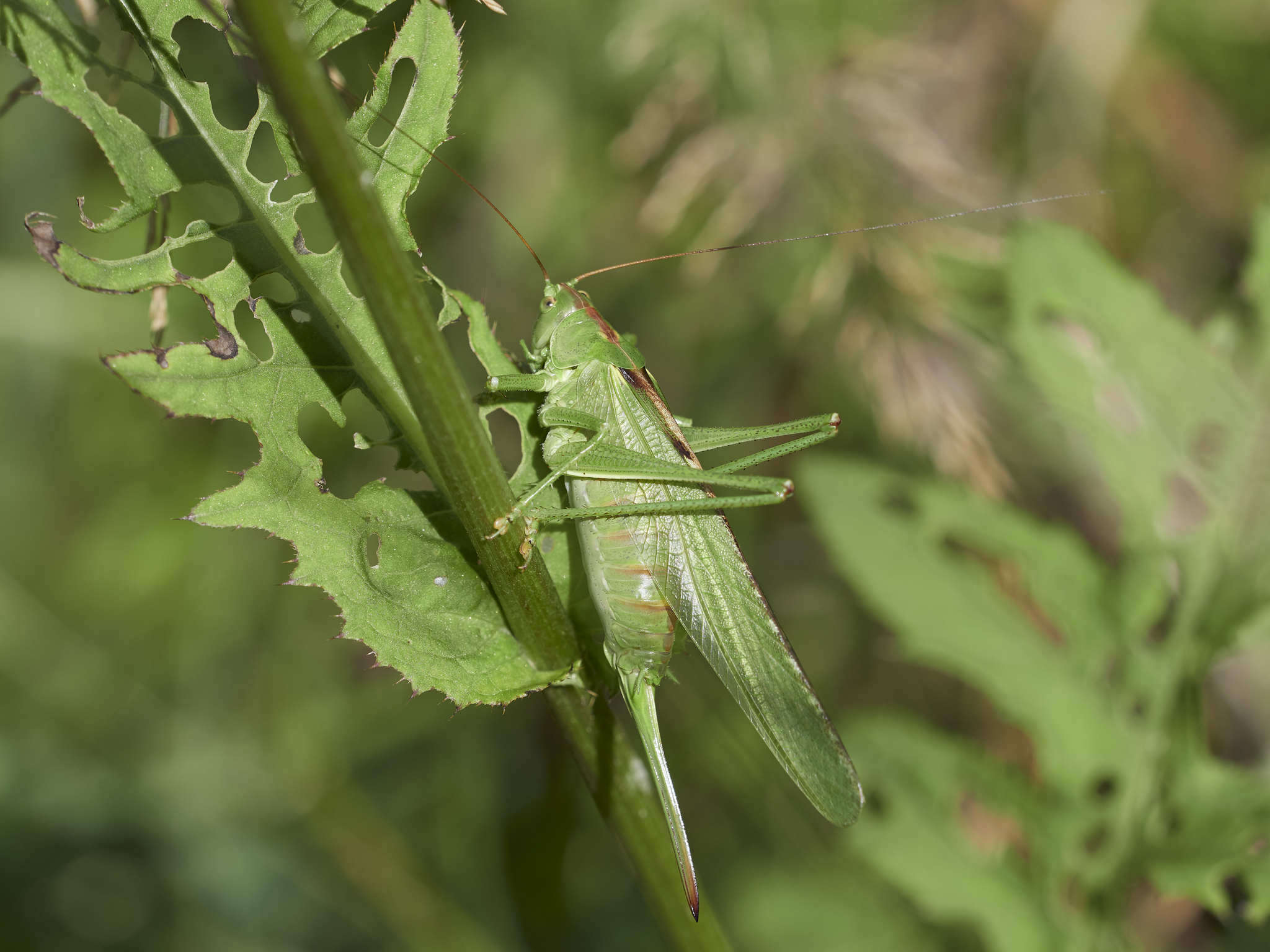 Image of Great green bushcricket