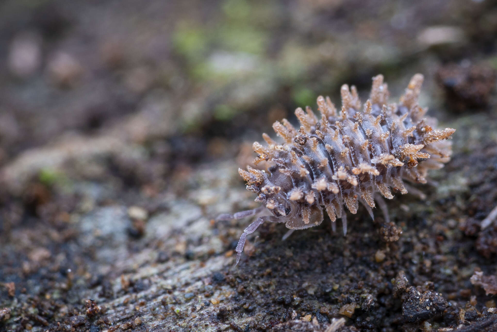 Image of Pseudolaureola deharvengi Dalens 1998