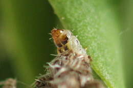 Imagem de Coleophora saturatella Stainton 1850