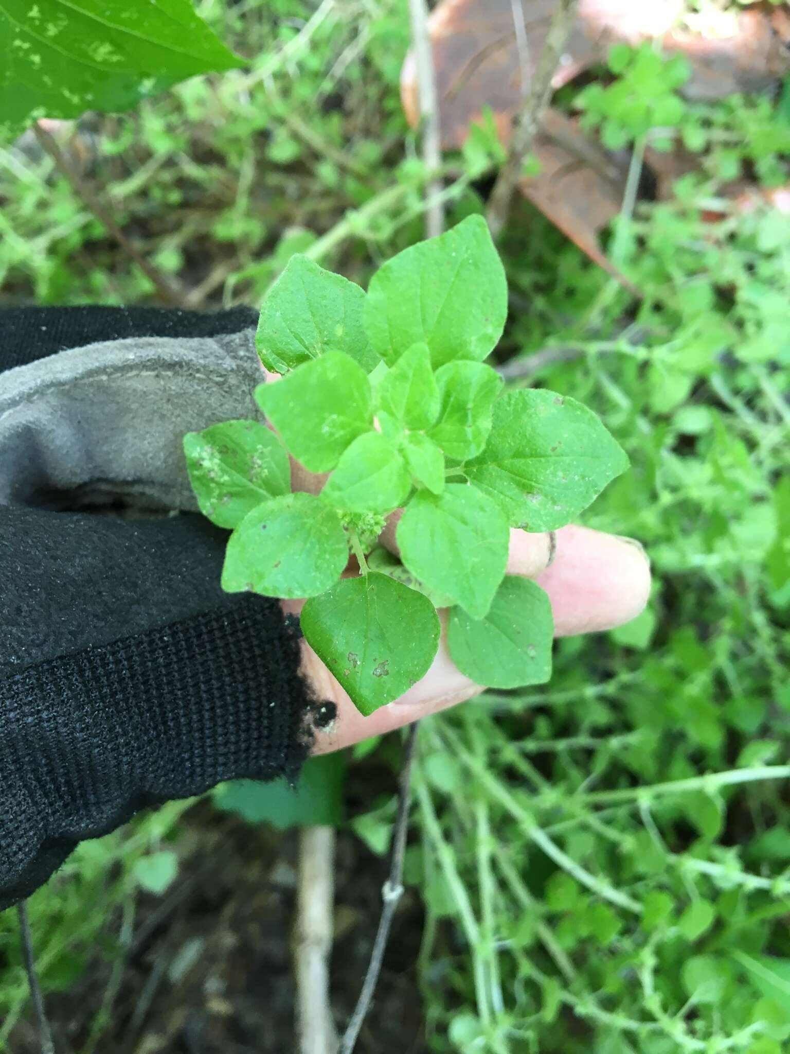 Image of Florida pellitory