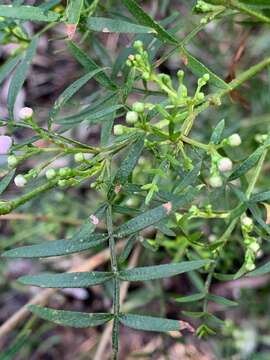 Image of Boronia muelleri (Benth.) Cheel