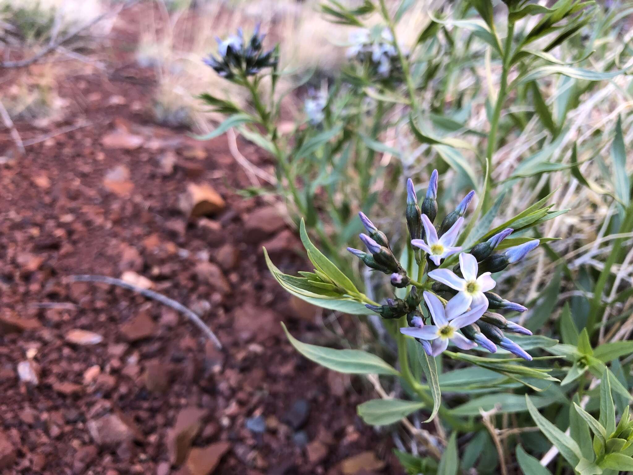 Imagem de Amsonia tomentosa var. stenophylla Kearney & Peebles