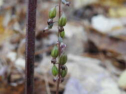 Image de Corallorhiza odontorhiza var. pringlei (Greenm.) Freudenst.