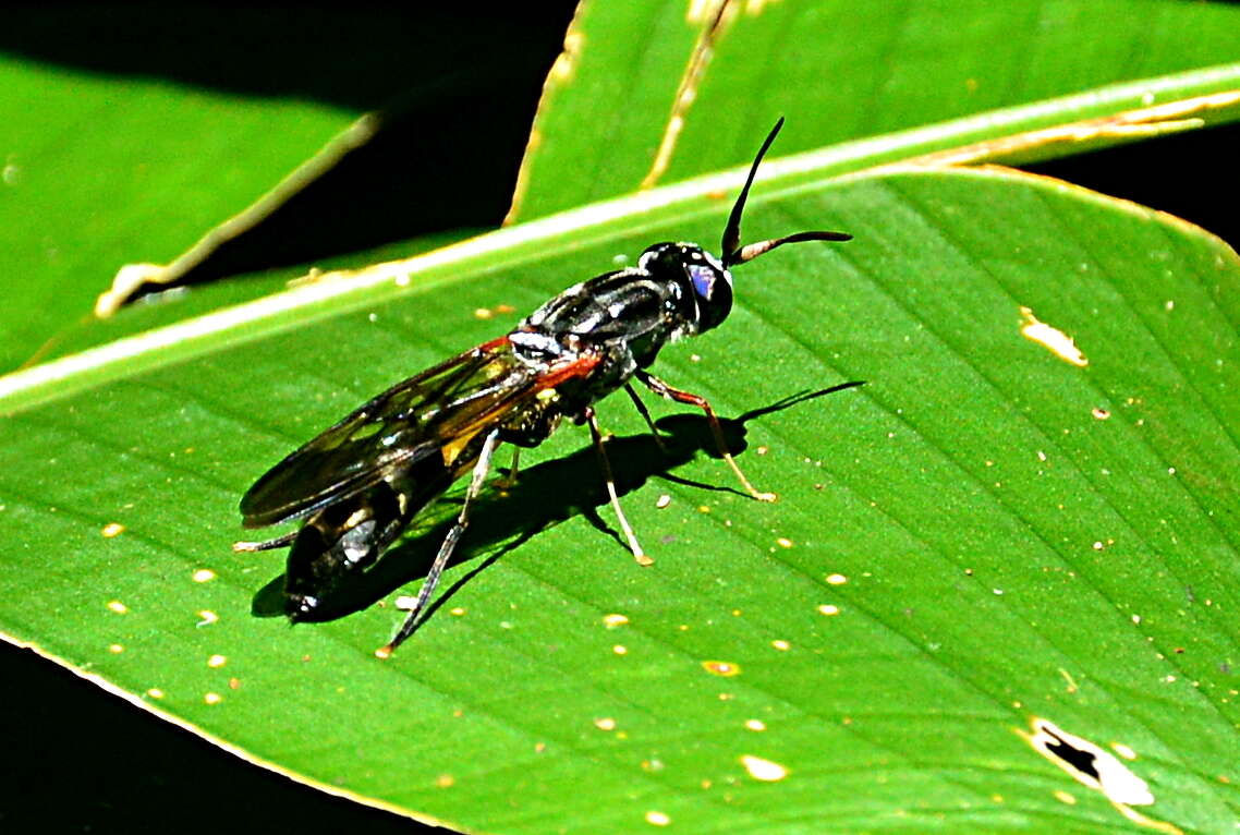 Image de Hermetia pulchra Wiedemann 1830