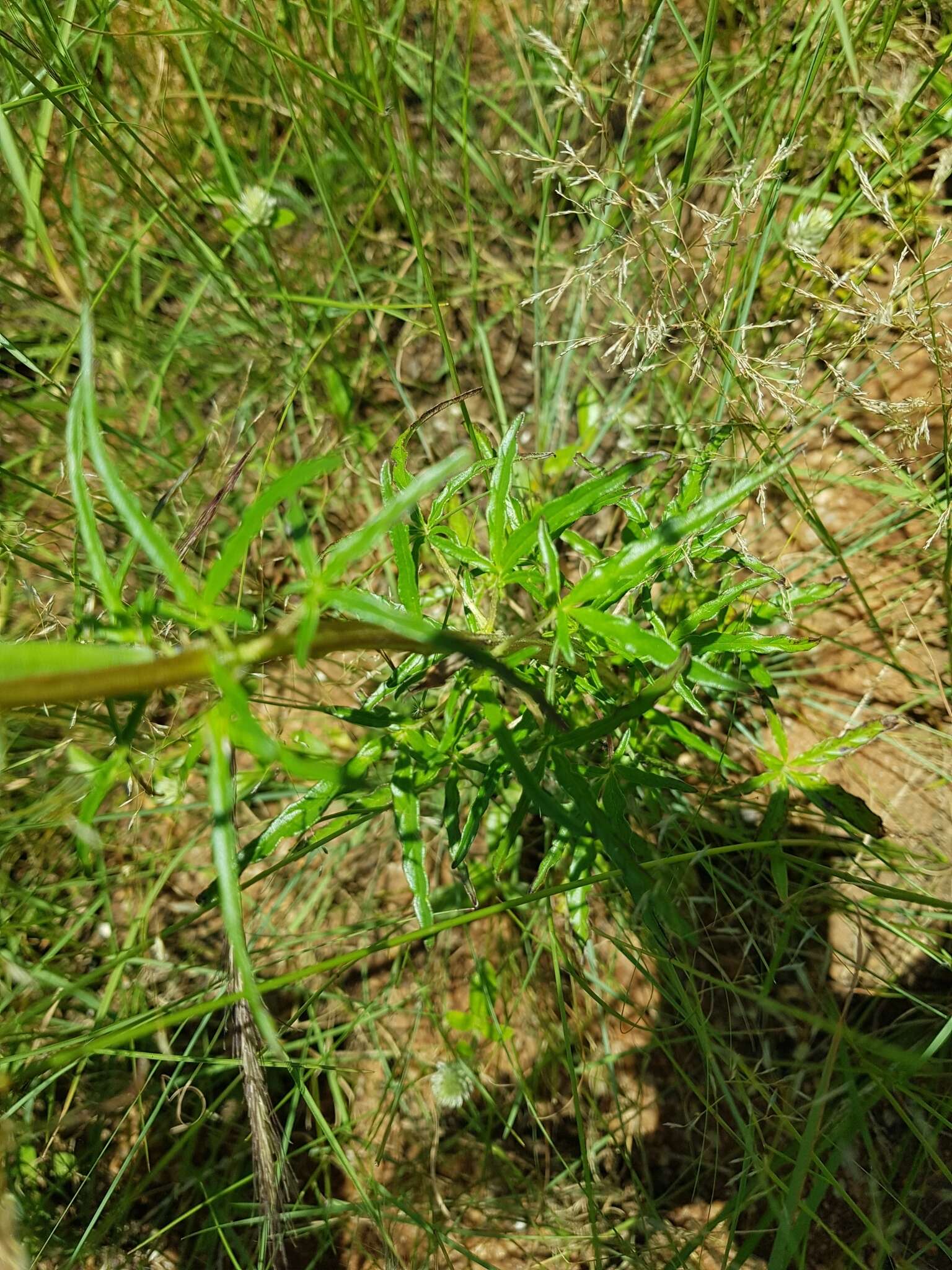 Слика од Sesamum triphyllum Welw. ex Aschers.