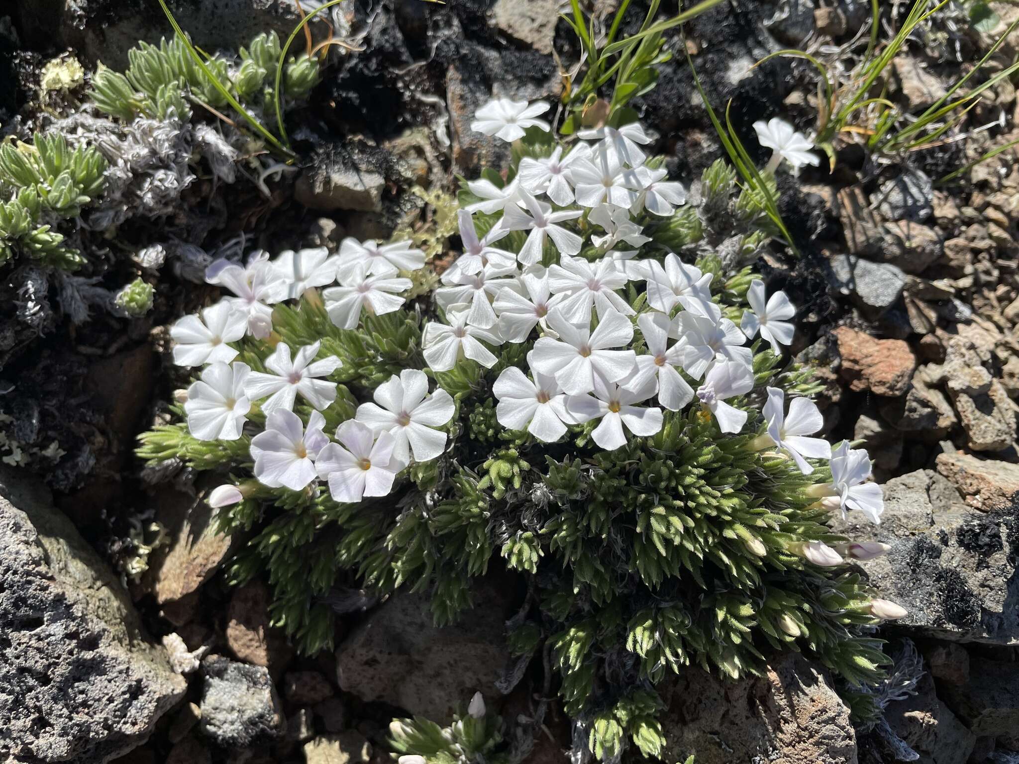 Imagem de Phlox hendersonii (E. Nelson) Cronquist