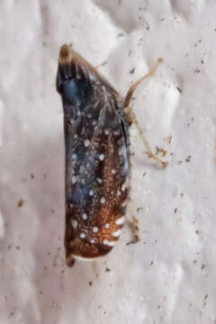 Image of Yellowfaced Leafhopper