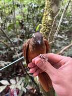 Image of Red-tailed Ant-Thrush