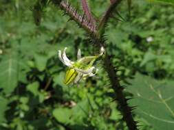 Sivun Solanum aculeatissimum Jacquin kuva