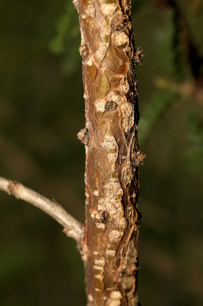 Image of Caterpillar bush