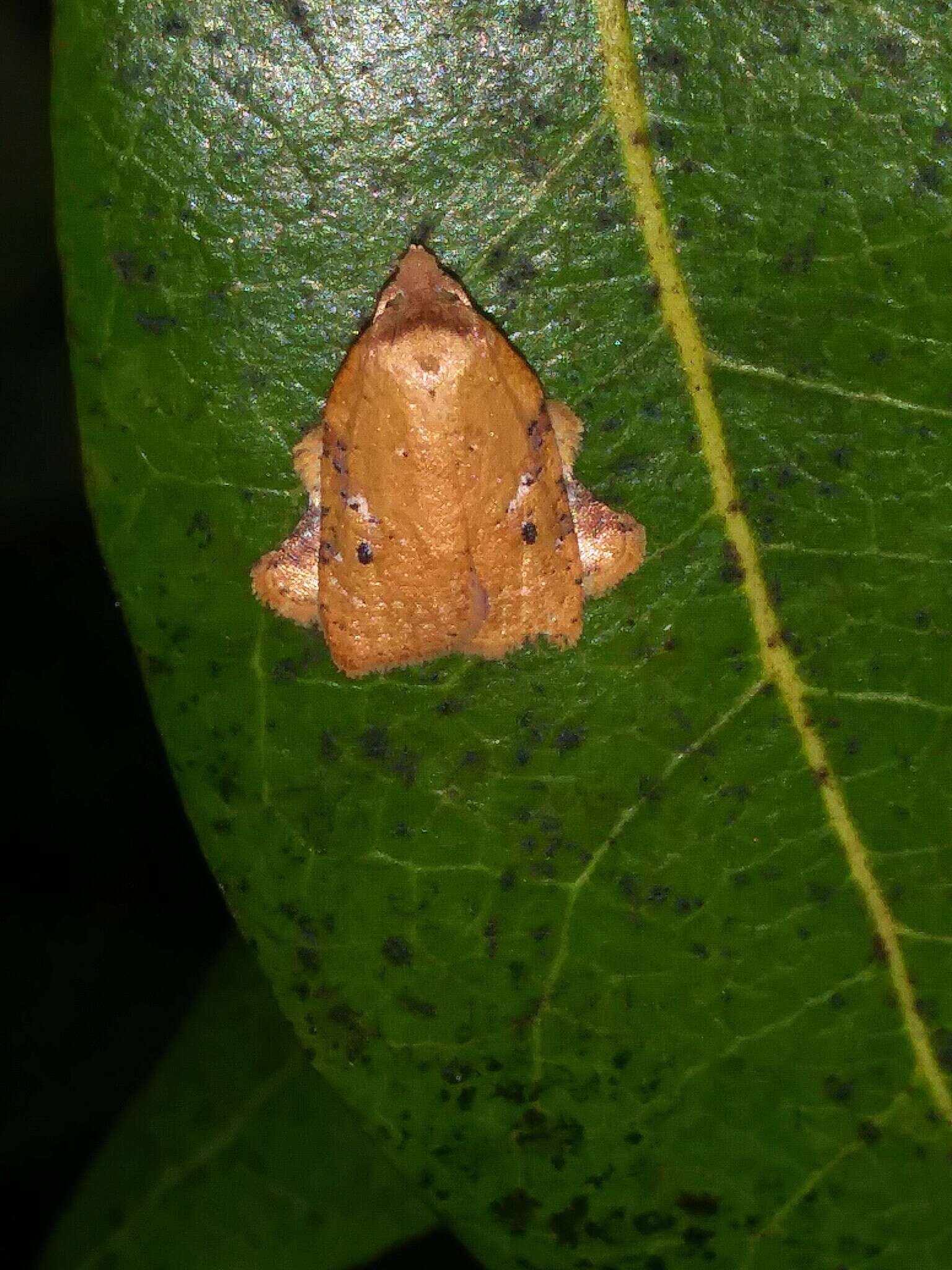 Image of Amorbia concavana Zeller 1877