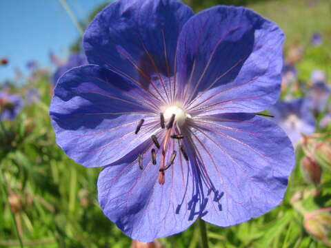 Imagem de Geranium sergievskajae