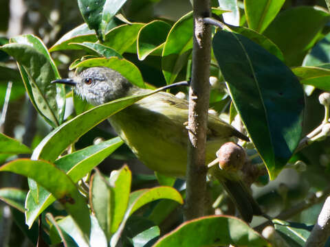 Image of Streak-headed White-eye