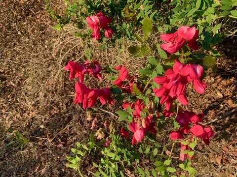 Imagem de Lathyrus splendens Kellogg