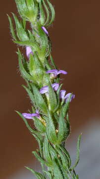 Image of Muraltia alopecuroides (L.) DC.