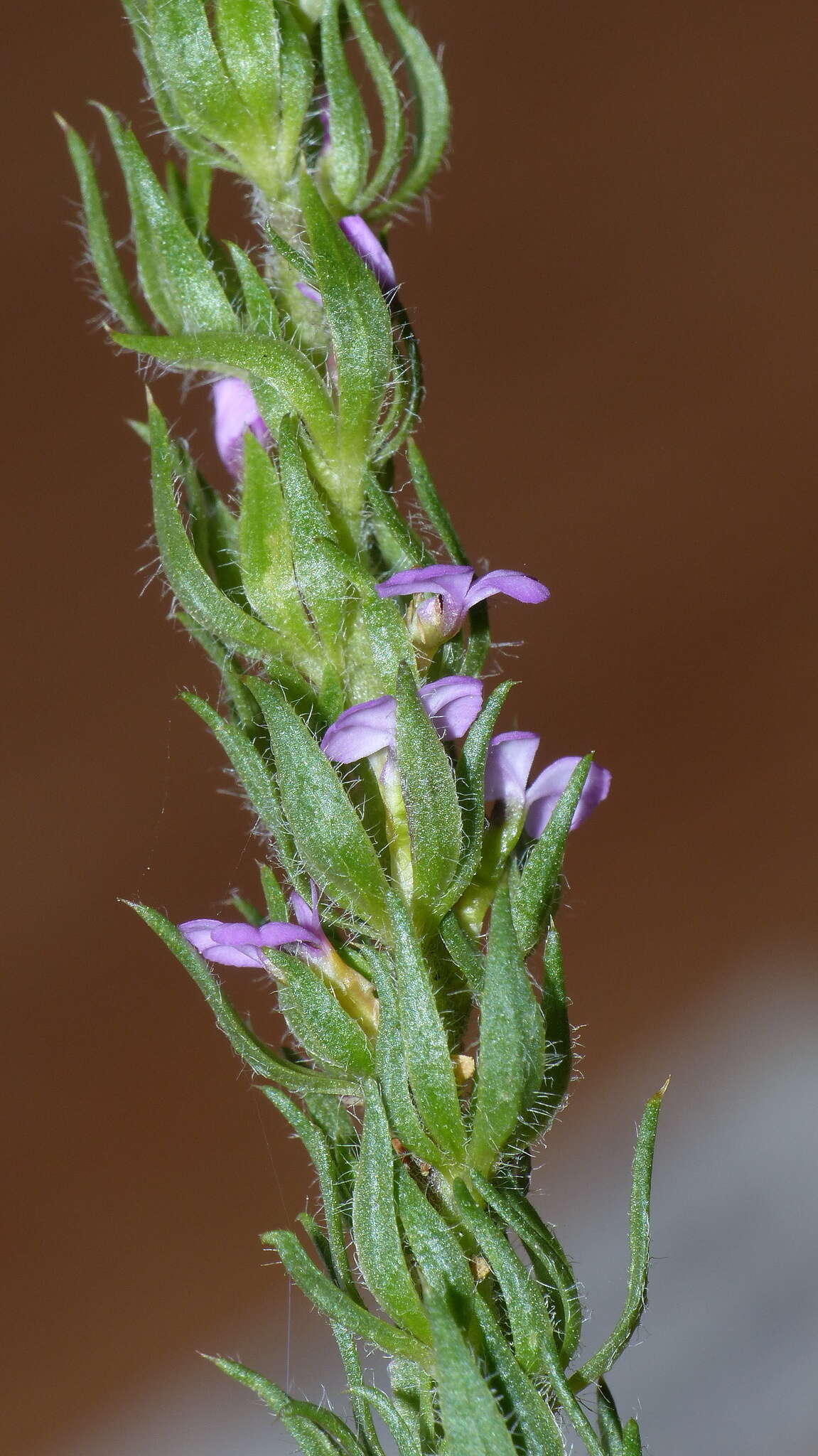 Image of Muraltia alopecuroides (L.) DC.