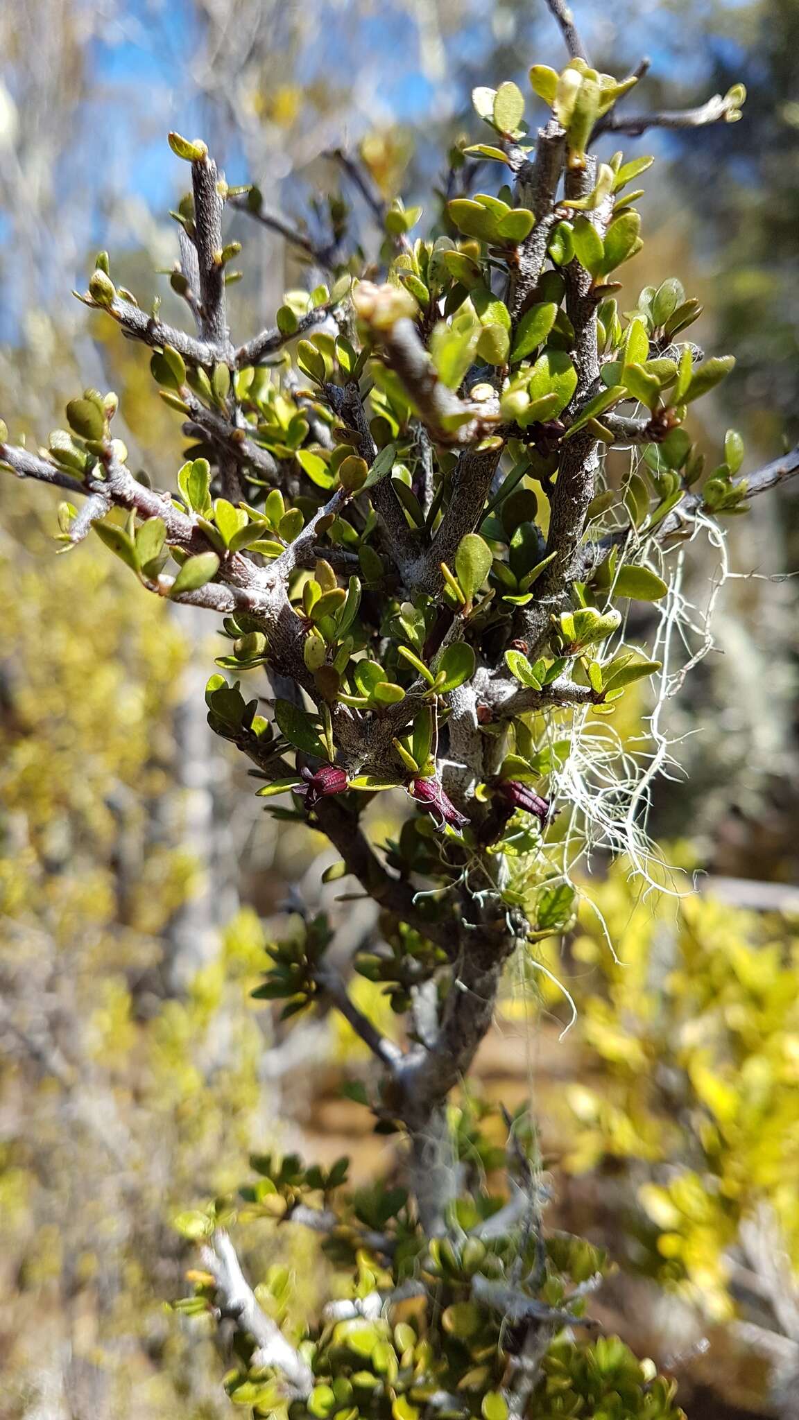 Слика од Pittosporum rigidum Hook. fil.