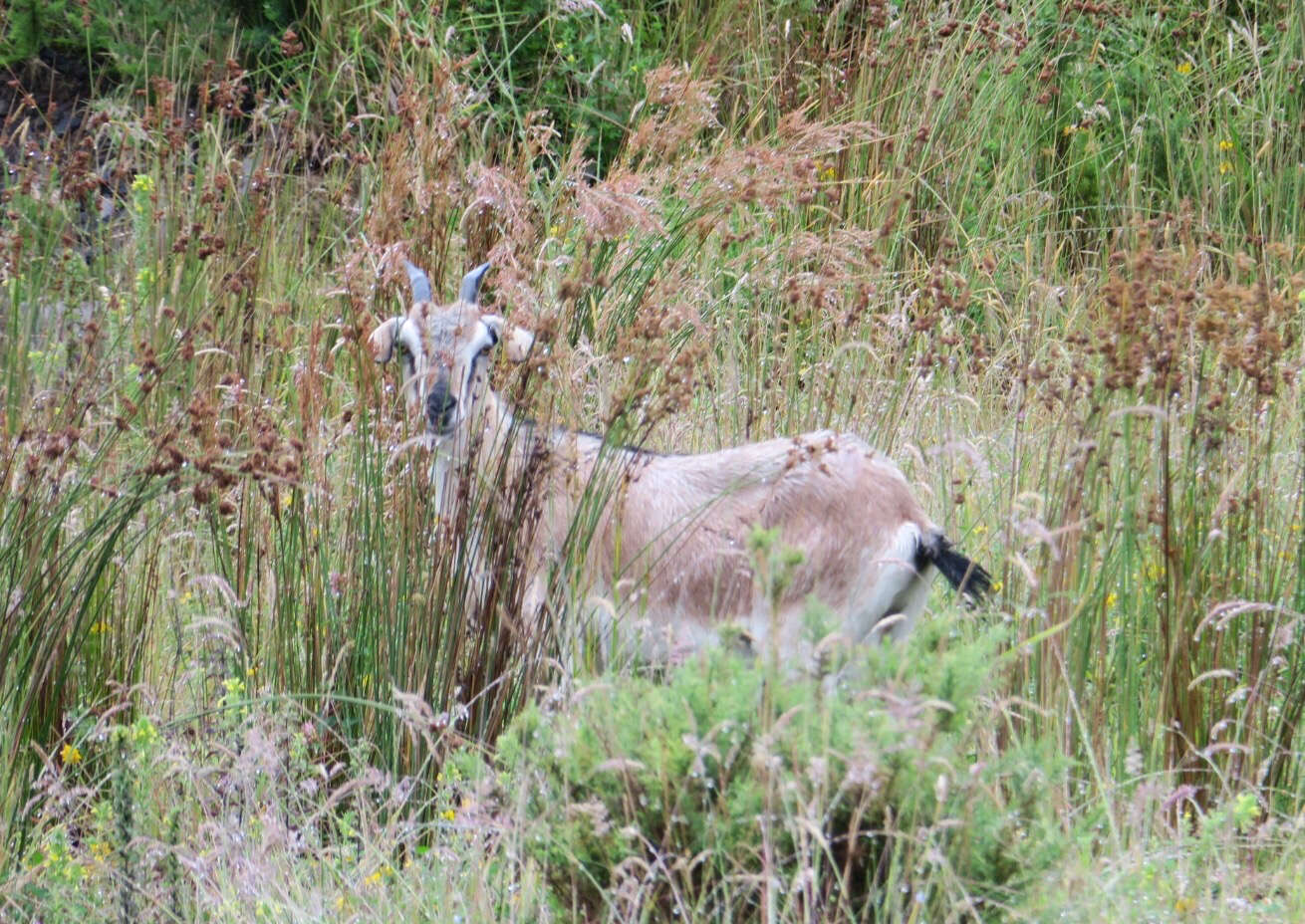 Image of domestic goat