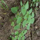 Image of Euphorbia dioscoreoides subsp. attenuata Steinmann