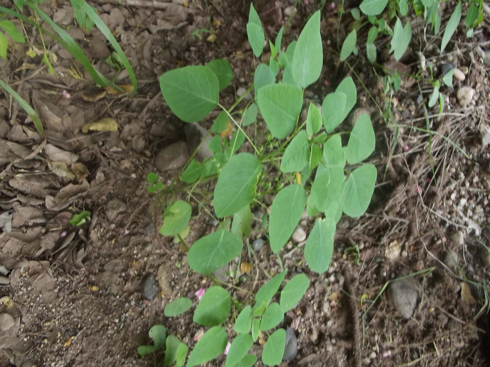 Sivun Euphorbia dioscoreoides subsp. attenuata Steinmann kuva