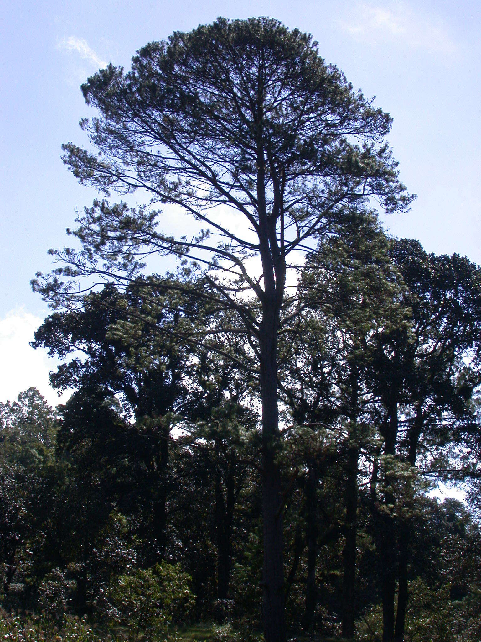 Image of Schwerdtfeger's Pine