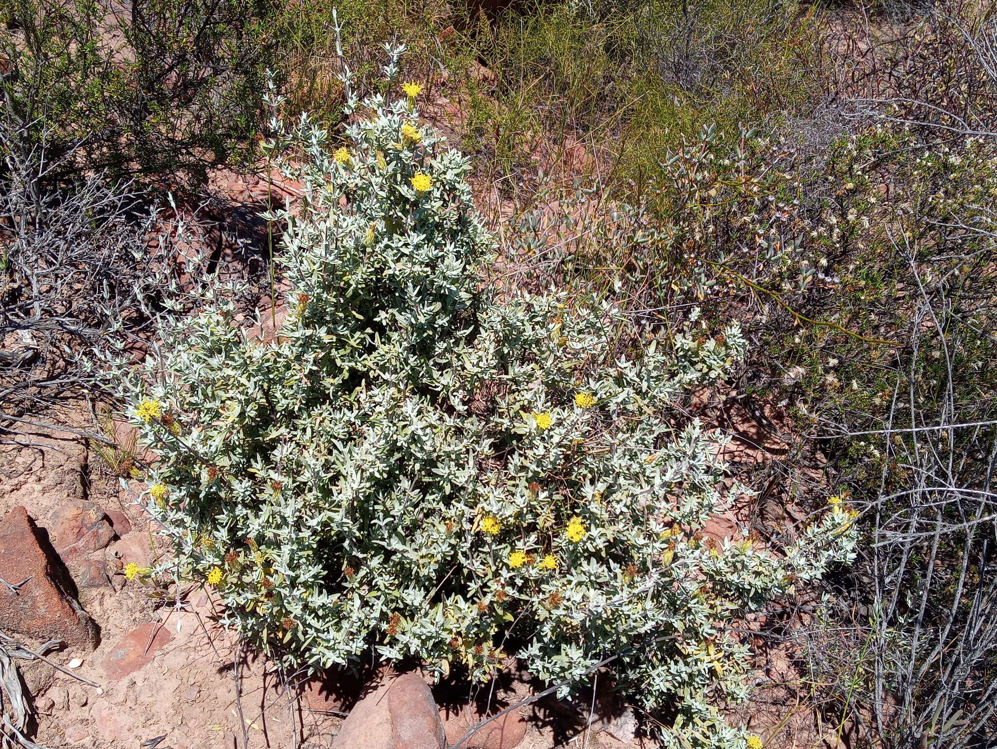 Image of Pteronia ovalifolia DC.