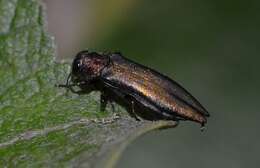 صورة Agrilus viridis (Linnaeus 1758)