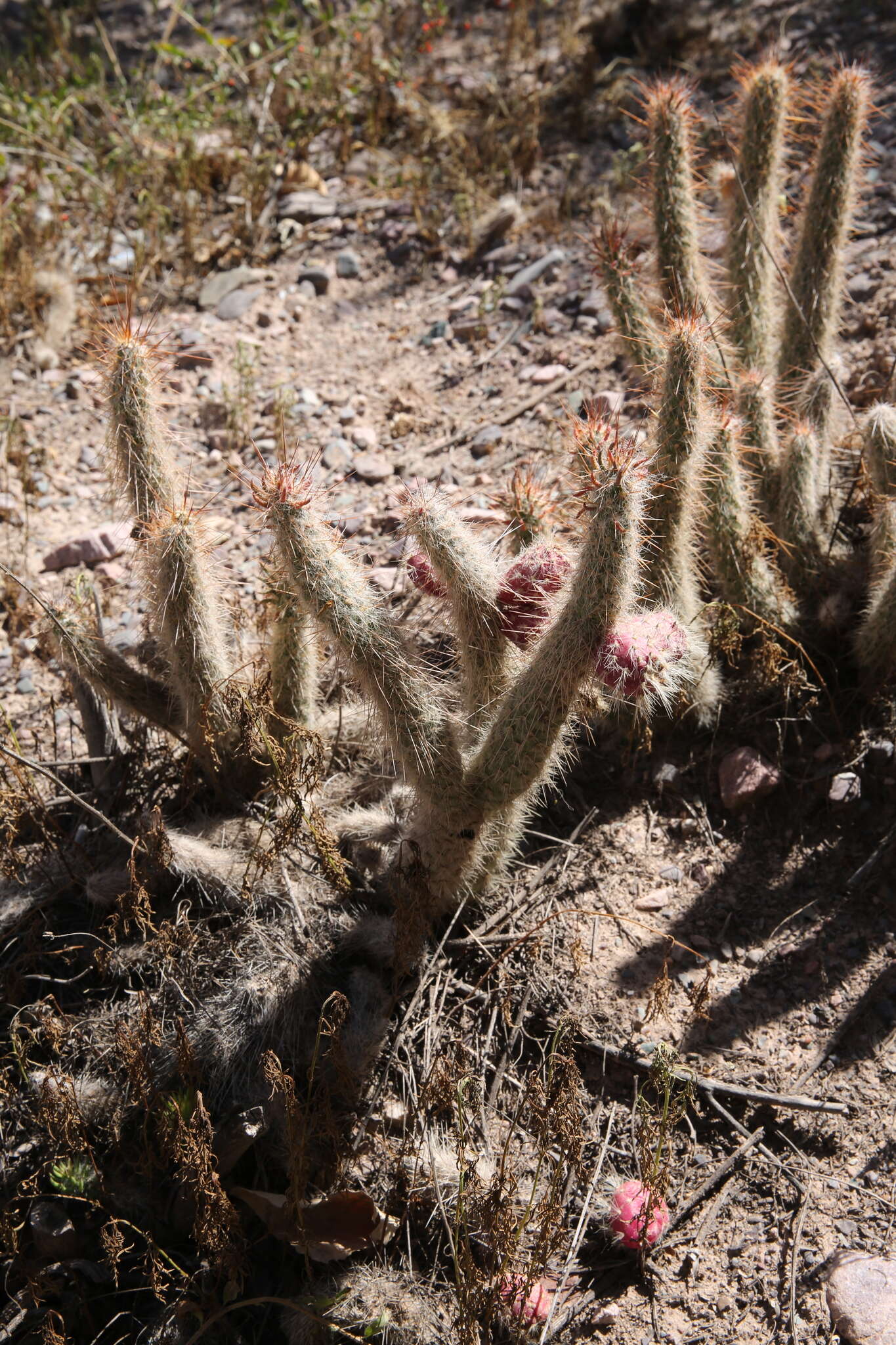 Image of Austrocylindropuntia shaferi (Britton & Rose) Backeb.