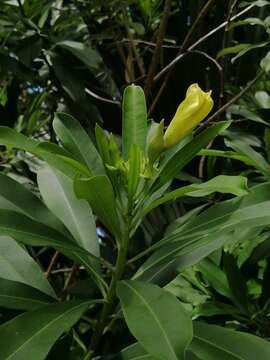 Image of Cascabela gaumeri (Hemsl.) H. Lippold