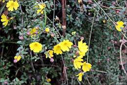 Sivun Hibbertia empetrifolia (DC.) Hoogland kuva