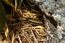 Image of Sinbad skink