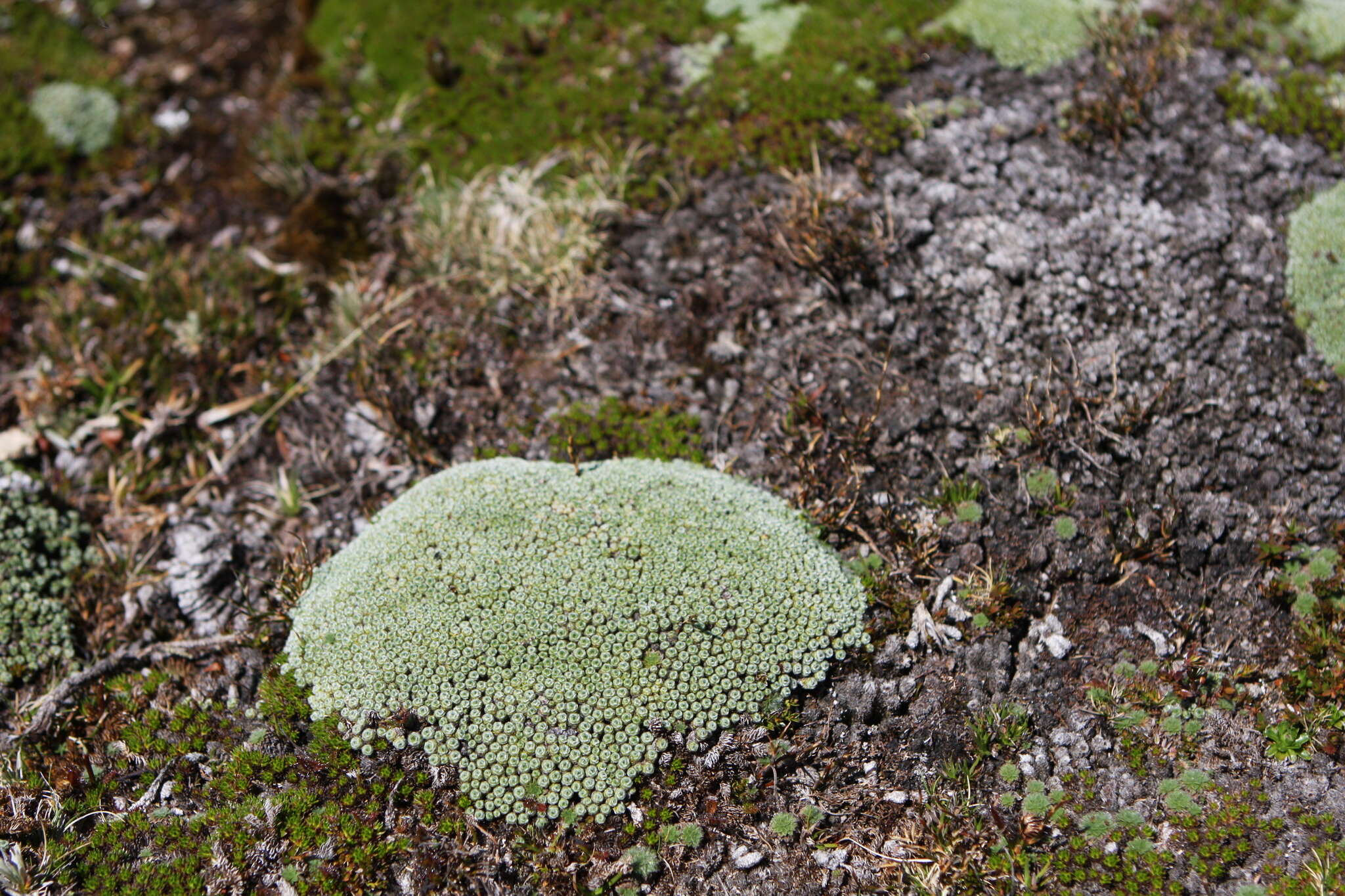 Слика од Pterygopappus lawrencii Hook. fil.