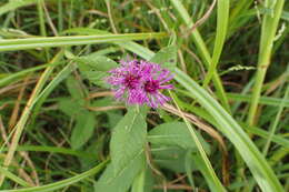 Image of Missouri ironweed