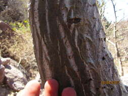 Sivun Erythrina flabelliformis Kearney kuva