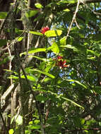 Image de Calycanthus occidentalis Hook. & Arn.