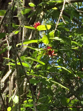 Image of western sweetshrub