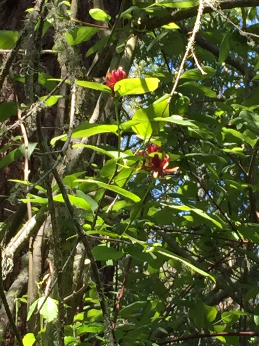 Image de Calycanthus occidentalis Hook. & Arn.