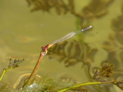 Image of Orange-striped Threadtail