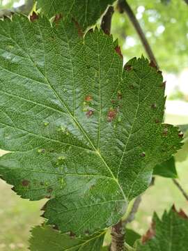 Image of <i>Eriophyes arianus</i>