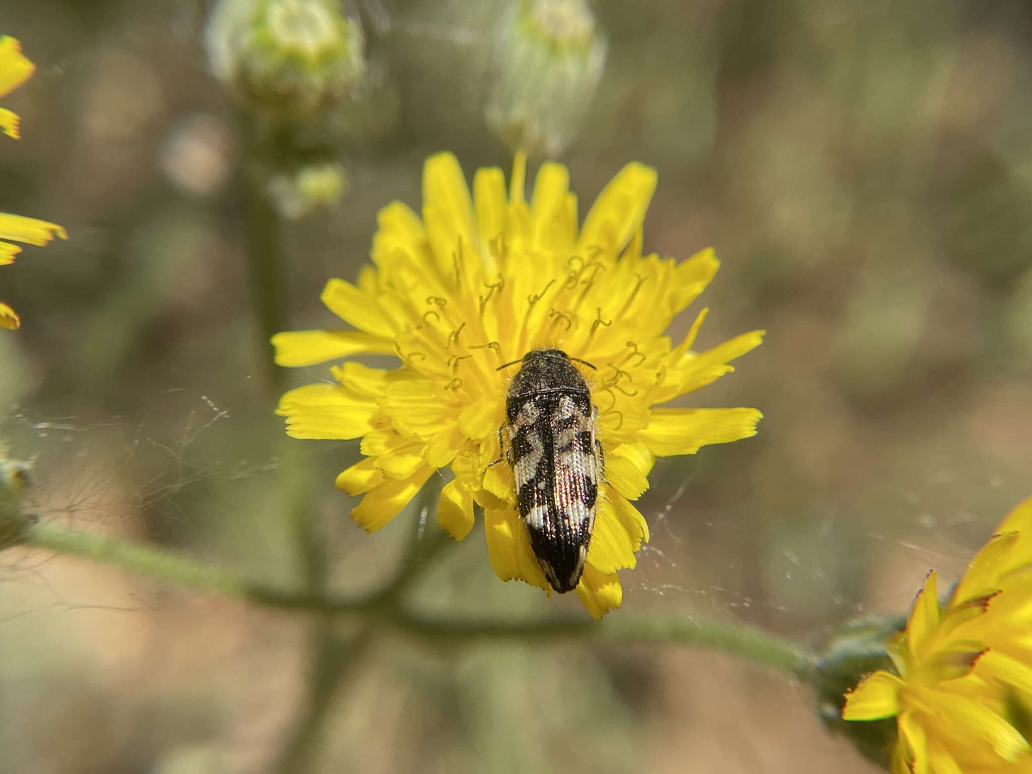 Image of Acmaeodera hepburnii Le Conte 1860