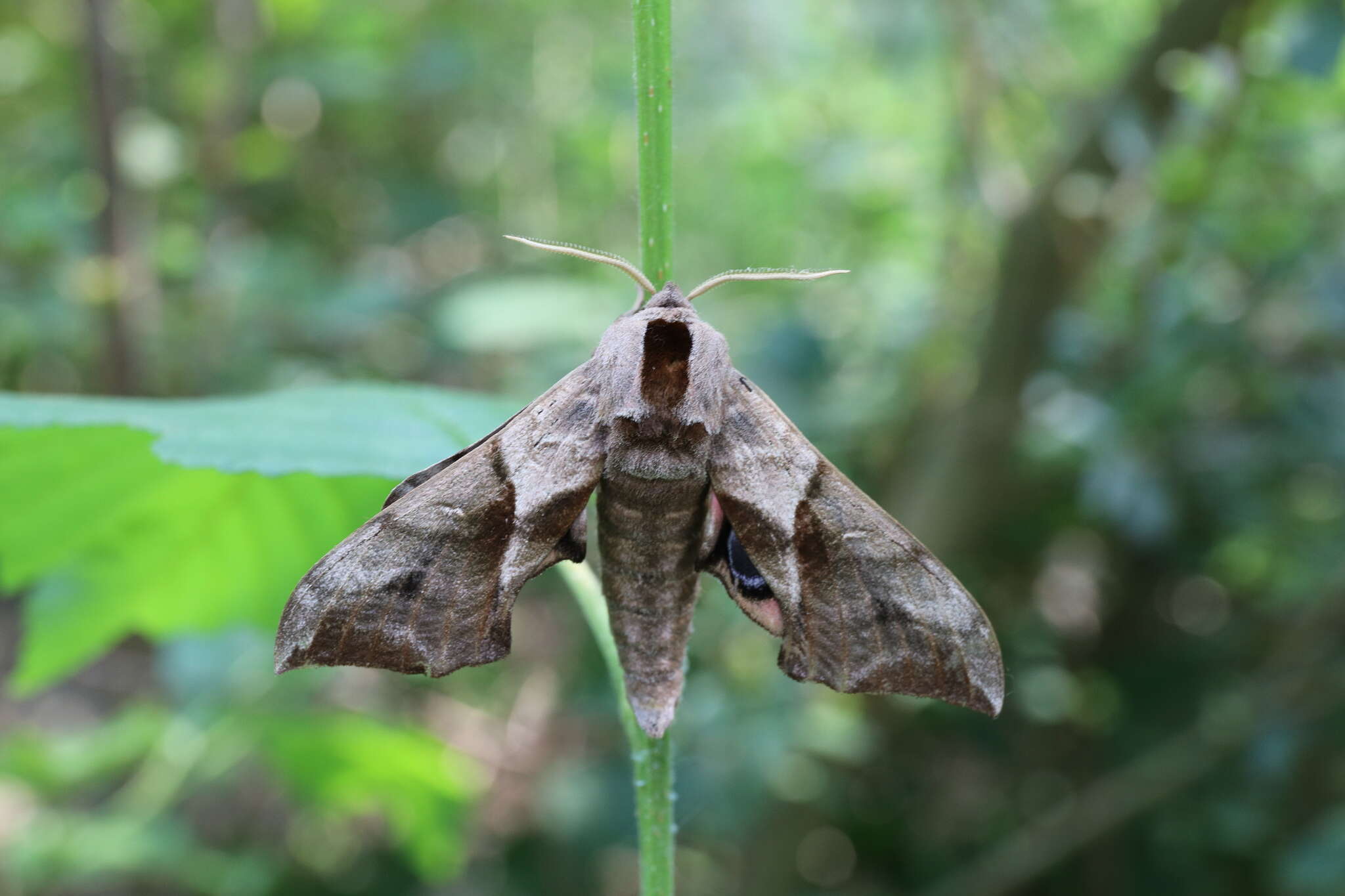 Image of Smerinthus ocellata (Linnaeus 1758)