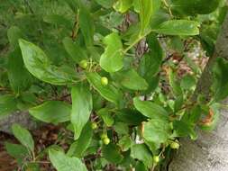 Image of Black Huckleberry