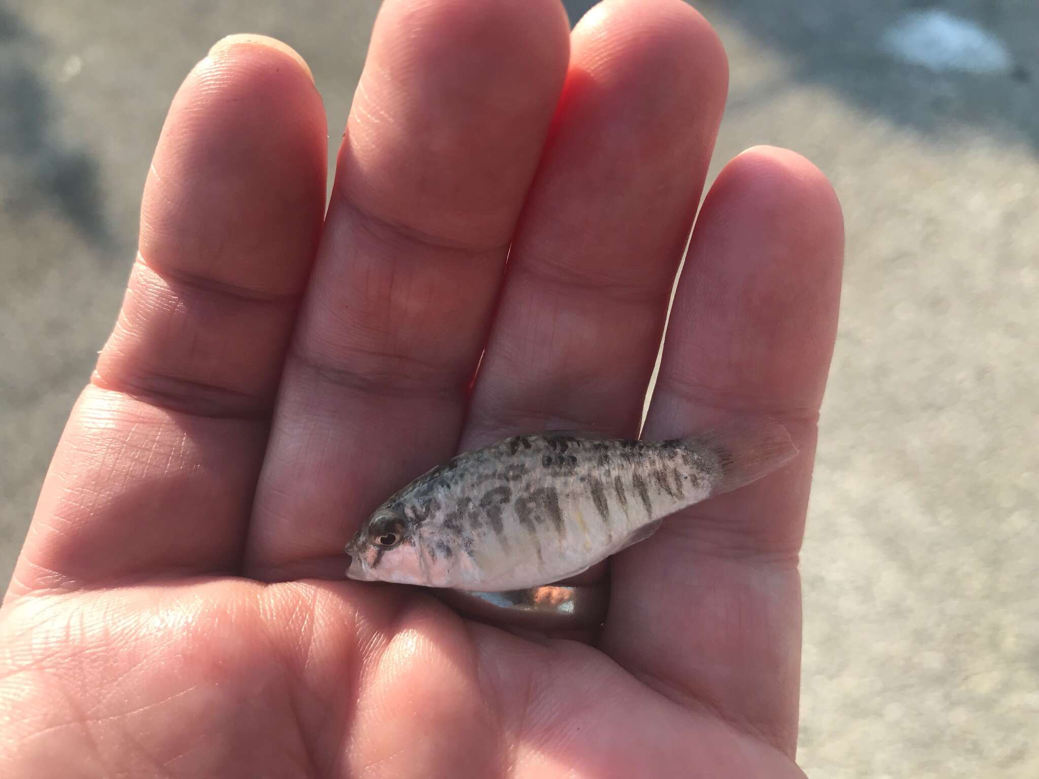 Image of Goldspotted killifish