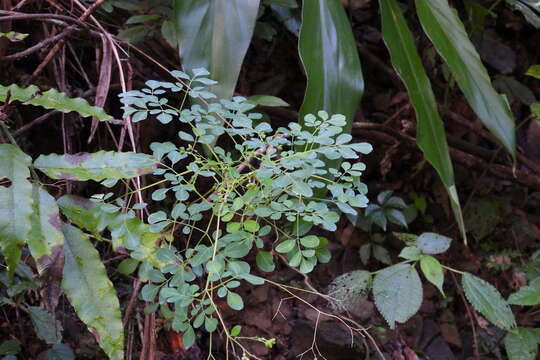 Image of Boenninghausenia albiflora (Hook.) Rchb. ex Meisn.