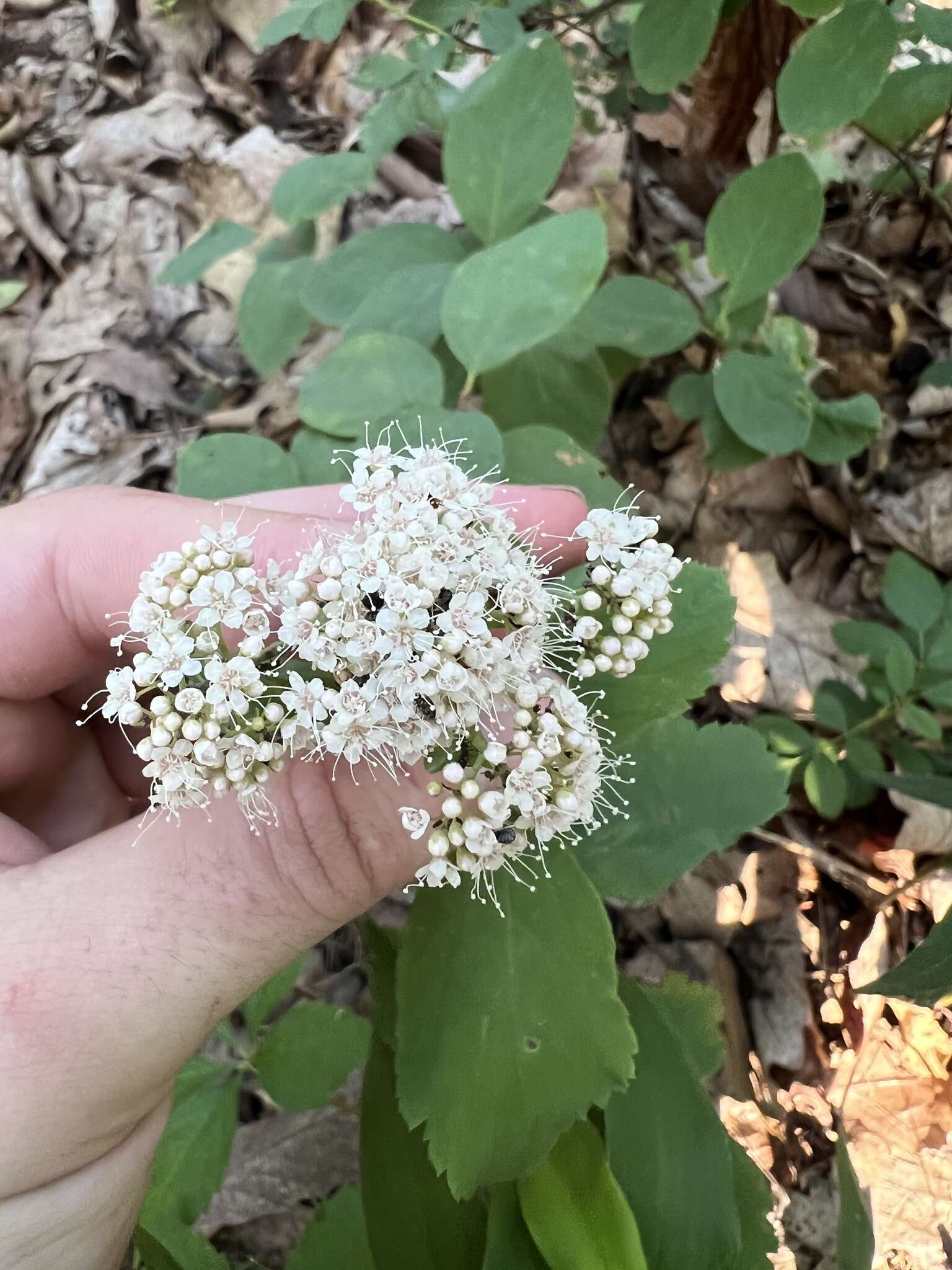 Image of Spiraea corymbosa