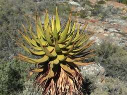 Image of Namaqua Aloe