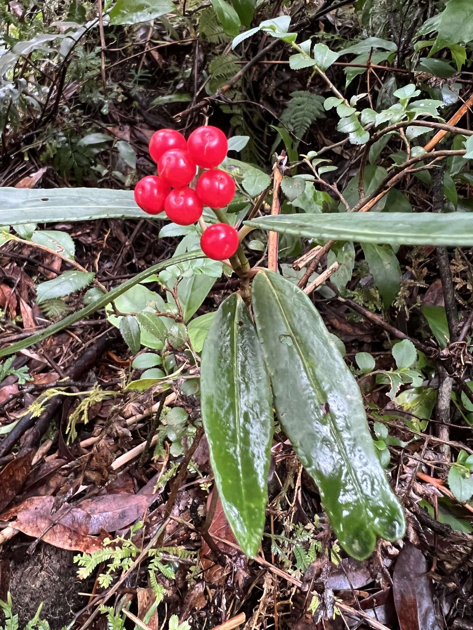 Imagem de Ardisia crispa (Thunb.) A. DC.