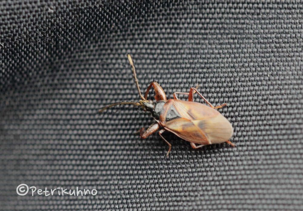 Image of Gastrodes (Gastrodes) abietum Bergroth & E. 1914