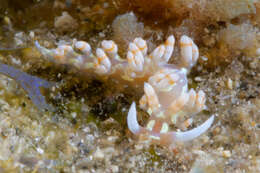 Image of Flabellina engeli Ev. Marcus & Er. Marcus 1968